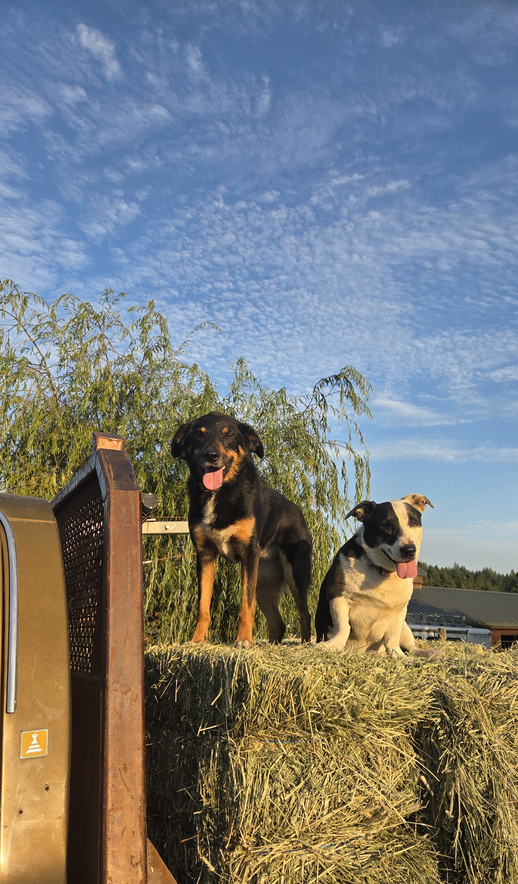 Dog enjoying the farm