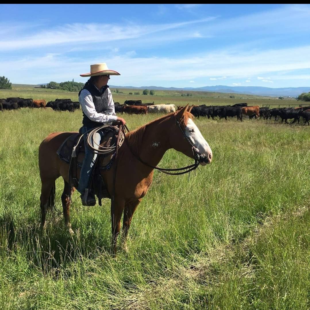 Horse training at Offshore Equine